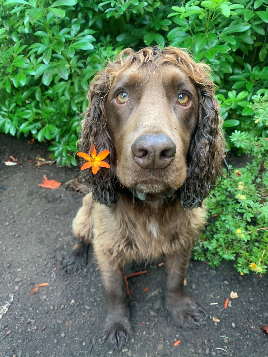 Muddy Paws Model of the MonthJune Muddy Paws Coffee