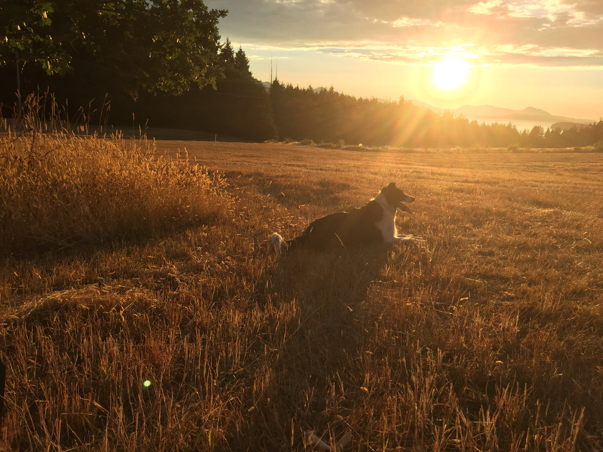 All Muddy Paws Coffee